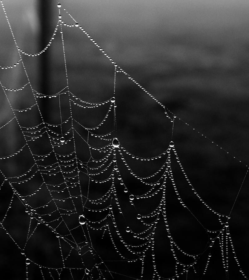 Misty Web Photograph by Karen Harrison Brown