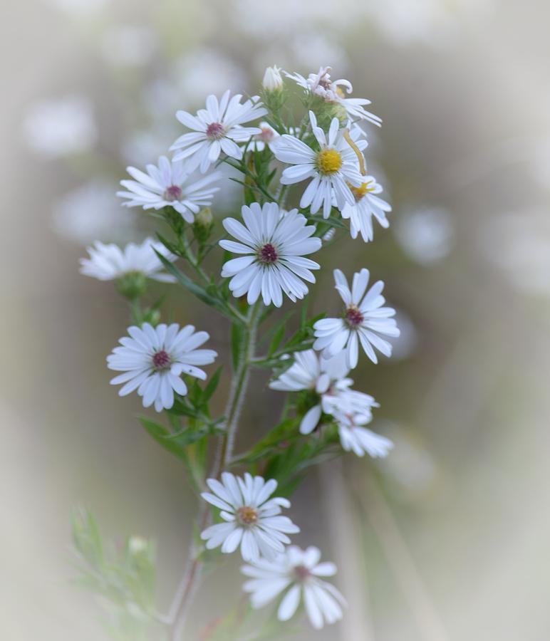 Misty Wildflowers Photograph by Maria Urso