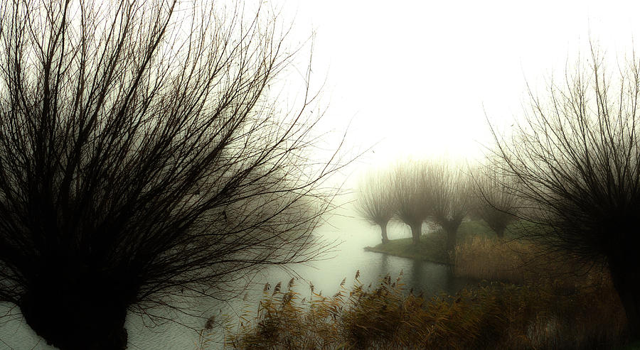 Tree Photograph - Misty Willows by Jacqueline Van Bijnen