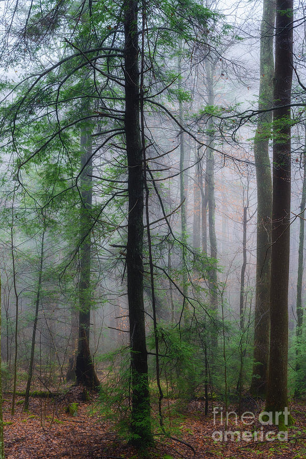 Misty Winter Forest Photograph by Thomas R Fletcher