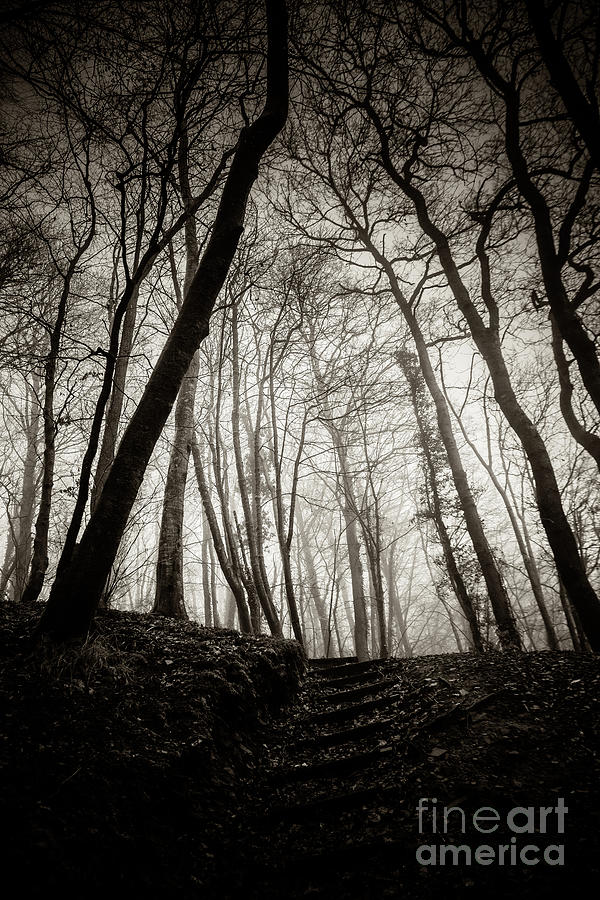 Black And White Photograph - Misty winter woodland 1 by Keith Morris