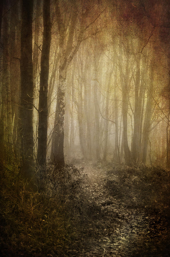 Vintage Photograph - Misty Woodland Path by Meirion Matthias