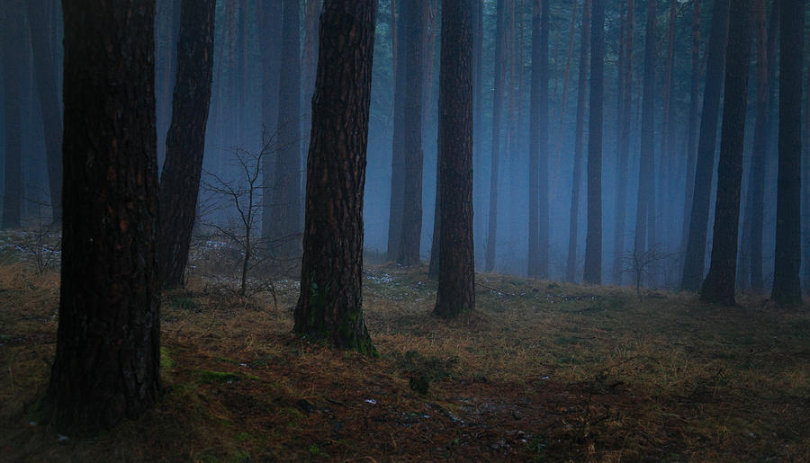 Misty Woods #1 Photograph by Valentin Padurean - Fine Art America