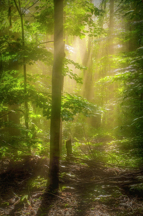 Misty Woods Photograph by Debra Boucher