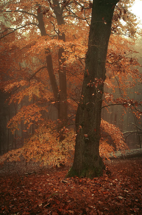 Misty Woods Photograph by Jenny Rainbow