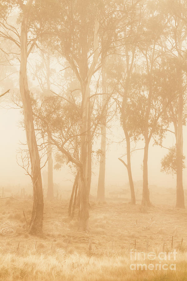 Misty woods Photograph by Jorgo Photography