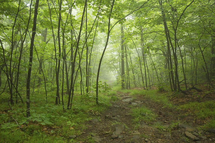 Misty woods Photograph by Thomas Miller - Fine Art America