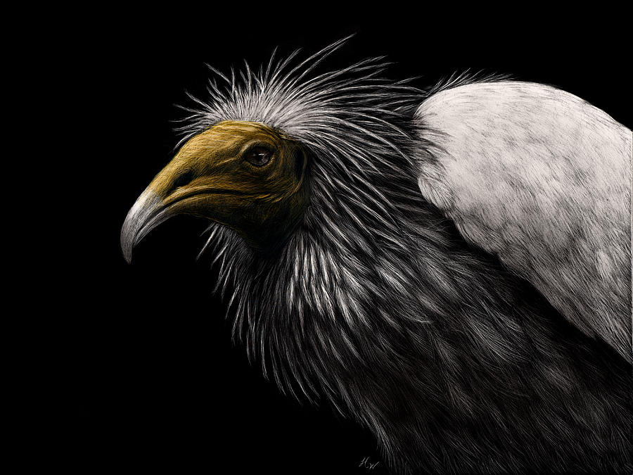 Vulture Drawing - Misunderstood by Heather Ward