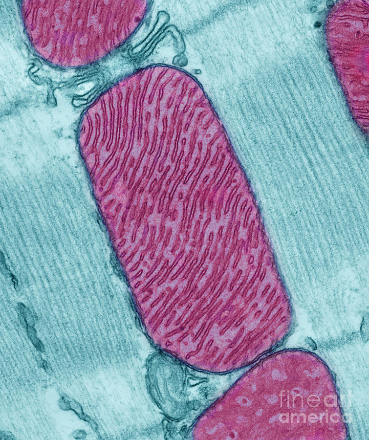 Mitochondria, Tem Photograph by Science Source