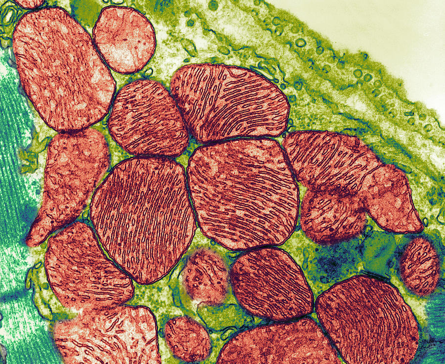 Mitochondrion Photograph - Mitochondria, Tem by Thomas Deerinck, Ncmir