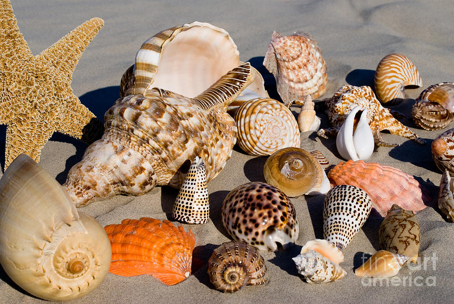 Mix Group of Seashells Photograph by Anthony Totah