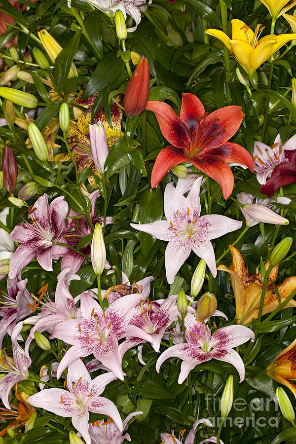 Mix Lilies Photograph by Anthony Totah
