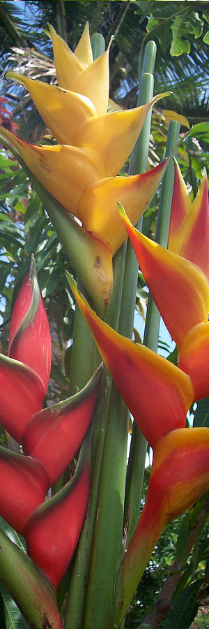 Mix Lobster Claw Heliconia Photograph by Carl Gouveia