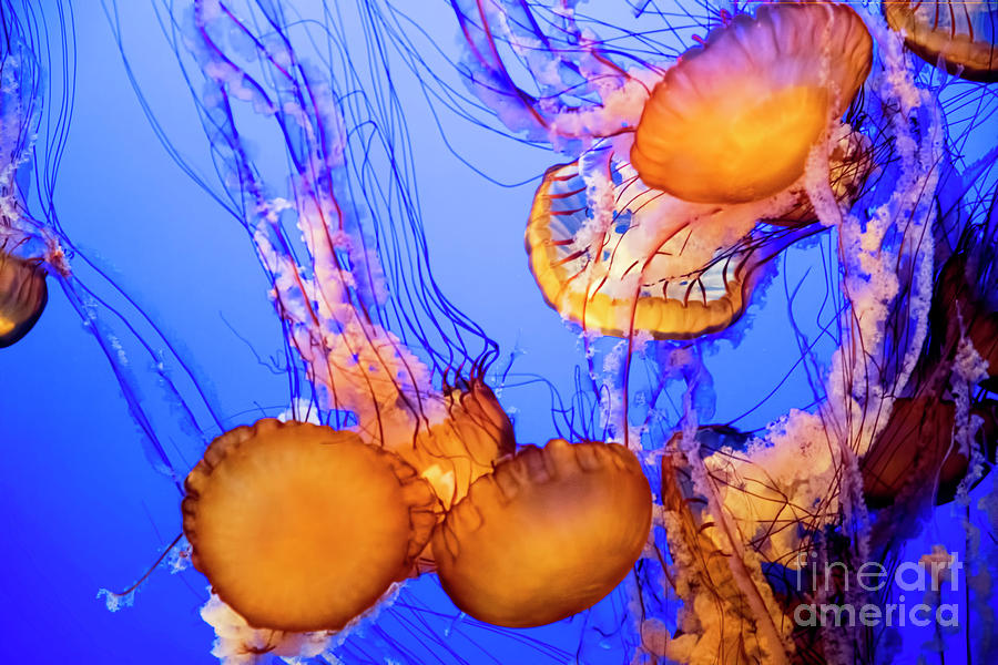 Mix Purple Stripped Jelly Fish California  Photograph by Chuck Kuhn