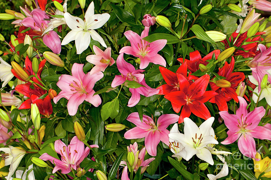 Mixed Assorted Asiatic Lilies flower Photograph by Anthony Totah