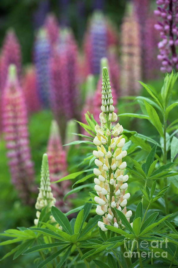 Mixed Coloured Lupin Flowers Photograph by Tim Gainey
