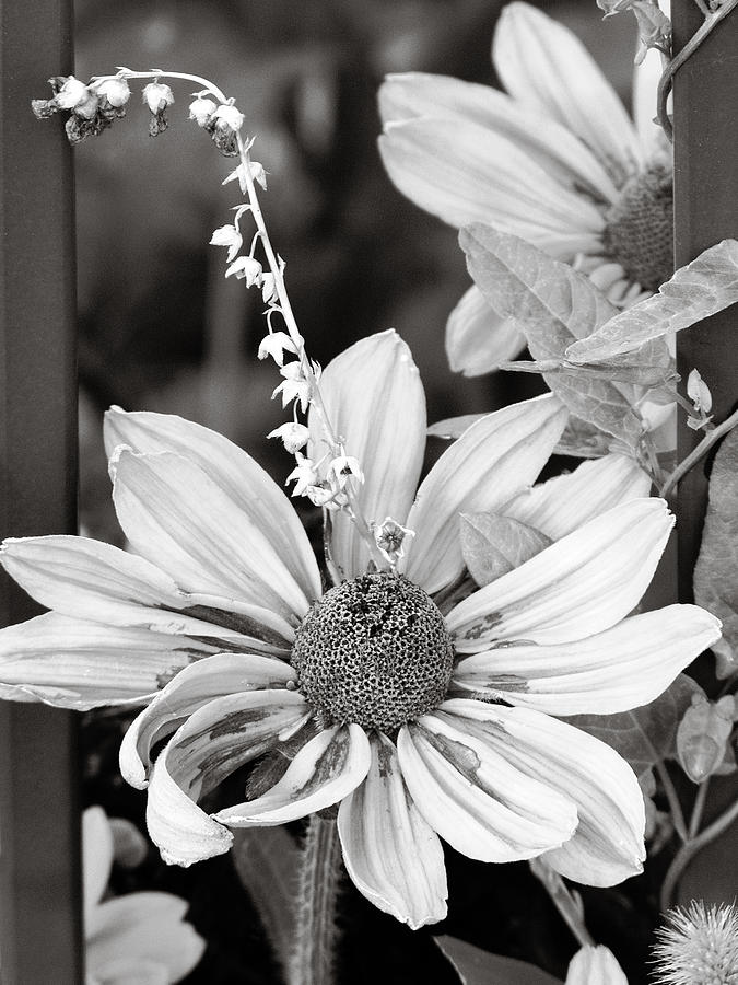 Mixed Flower black and white Photograph by Marilyn Hunt