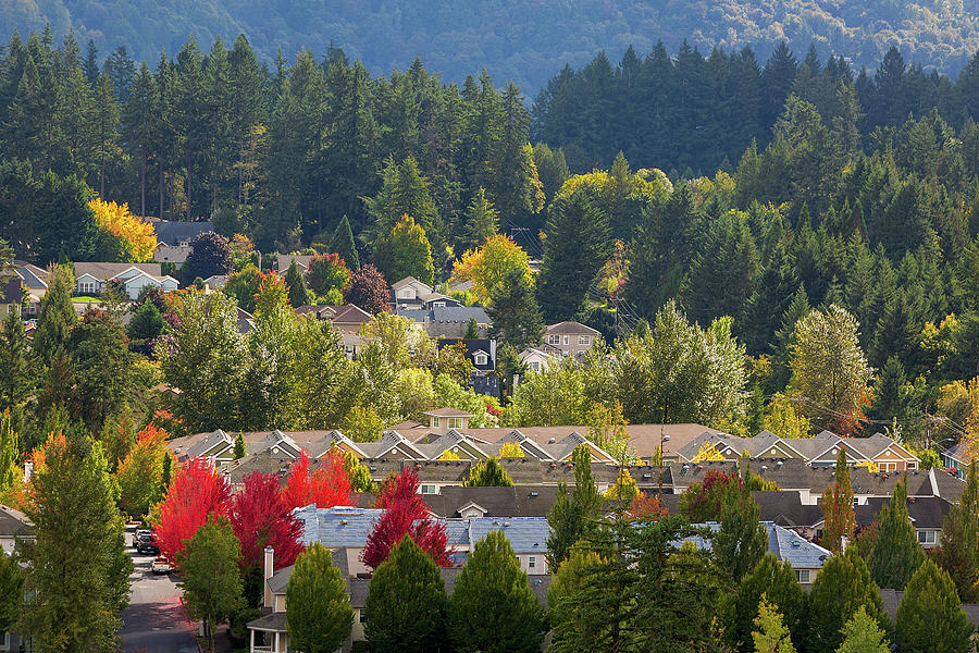Tree Photograph - Mixed Housing North American Suburban Neighborhood in Fall by David Gn