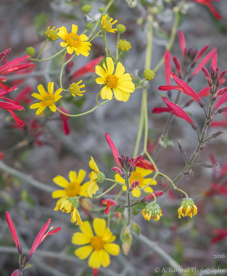 Mixed Native Flowers Photograph by Aaron Burrows