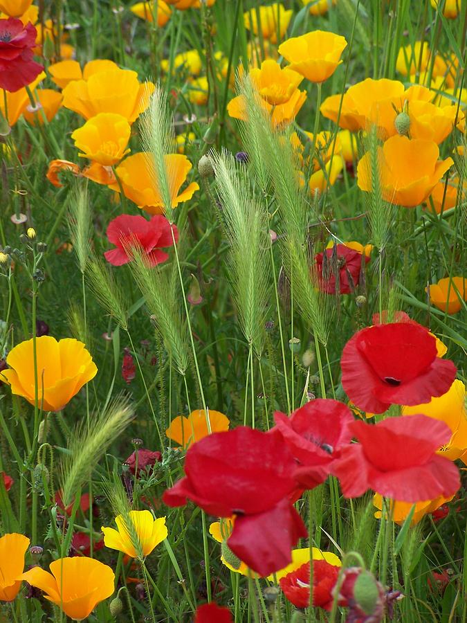 Mixed Poppies Photograph by Gene Ritchhart