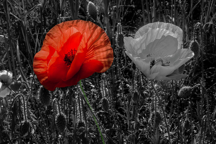 Mixed Poppy Duo Photograph by Wolfgang Stocker