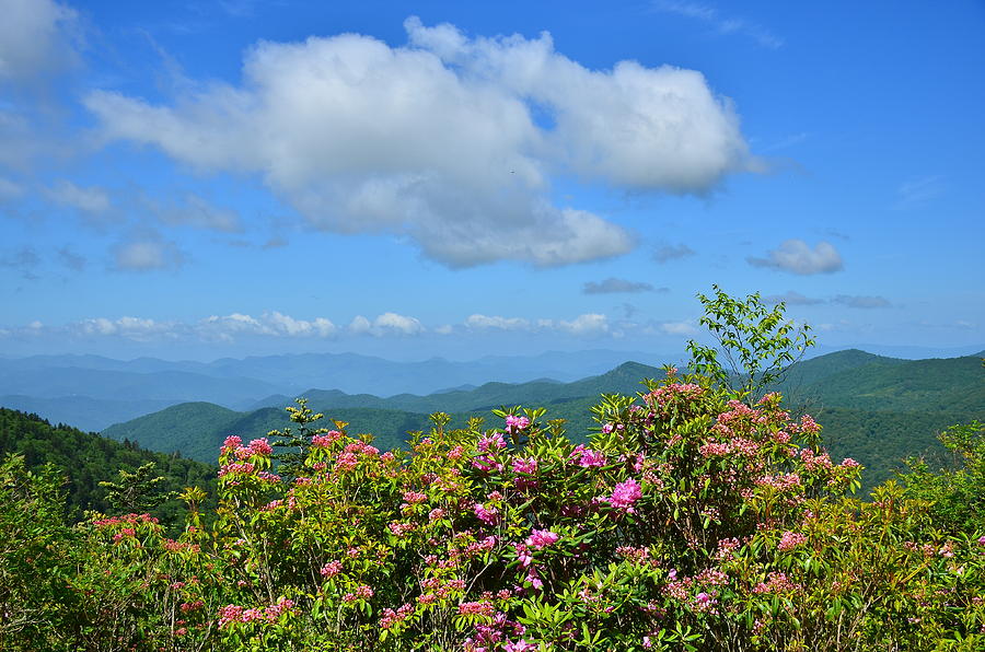 Mixed Rhododendron Patch Photograph