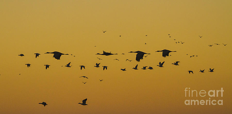 MIxed sunrise flock Photograph by Ruth Jolly