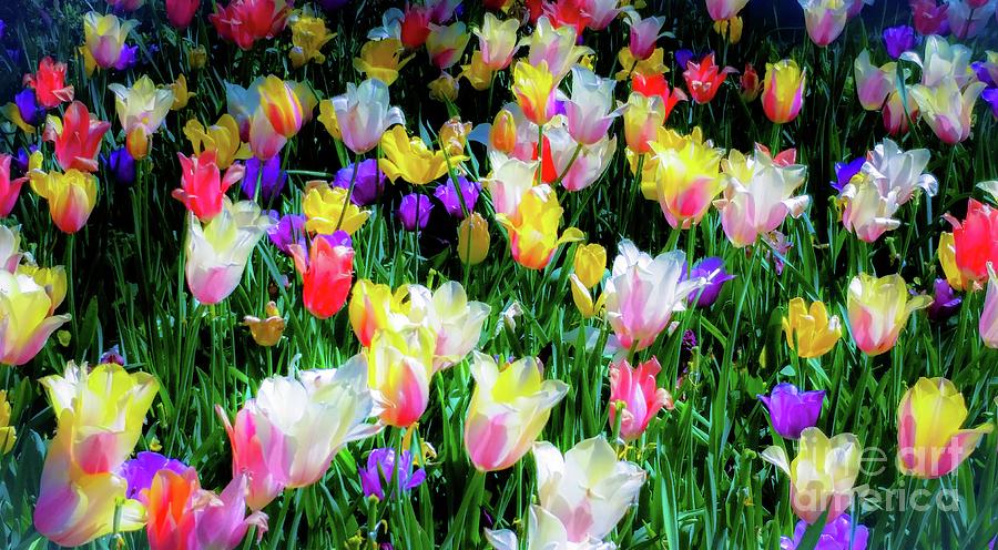 Tulip Photograph - Mixed Tulips   by D Davila