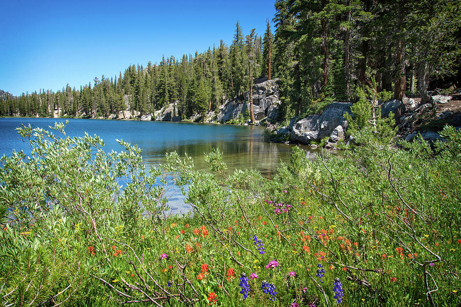 Mixed Wildflowers at T.J. Lake Photograph by Lynn Bauer