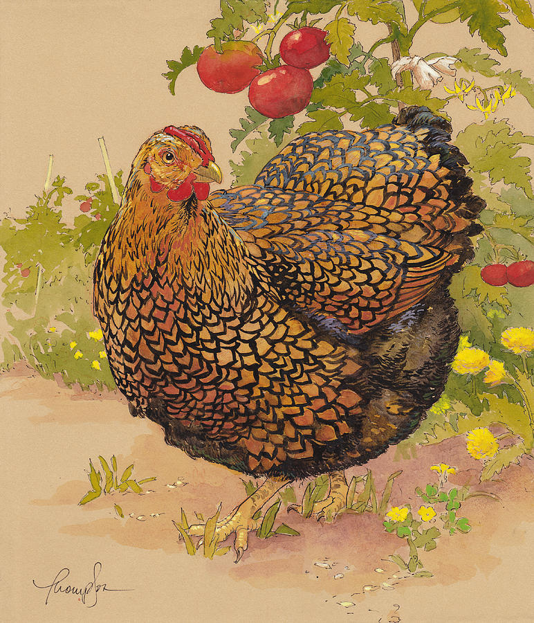 Chicken Painting - Miz Ruthie Wyandotte by Tracie Thompson Chicken Painting - Miz Ruthie Wyandotte by Tracie Thompson