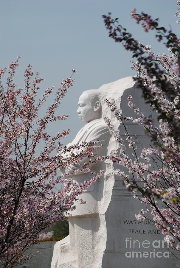MLK Blossoms Photograph by Jost Houk