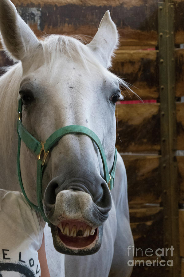 Smiling Horse Photograph by Jim Schmidt MN