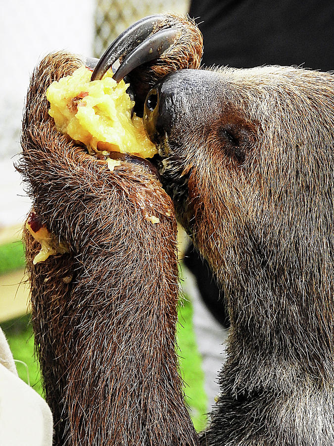 Mo the Sloth Eating a Nectarine Photograph by Bob Slitzan