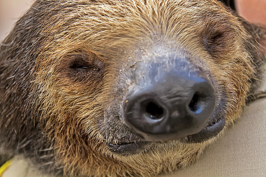 Mo the Sloth Portrait Photograph by Bob Slitzan