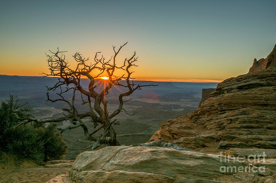 Moab Tree Photograph by Kristal Kraft
