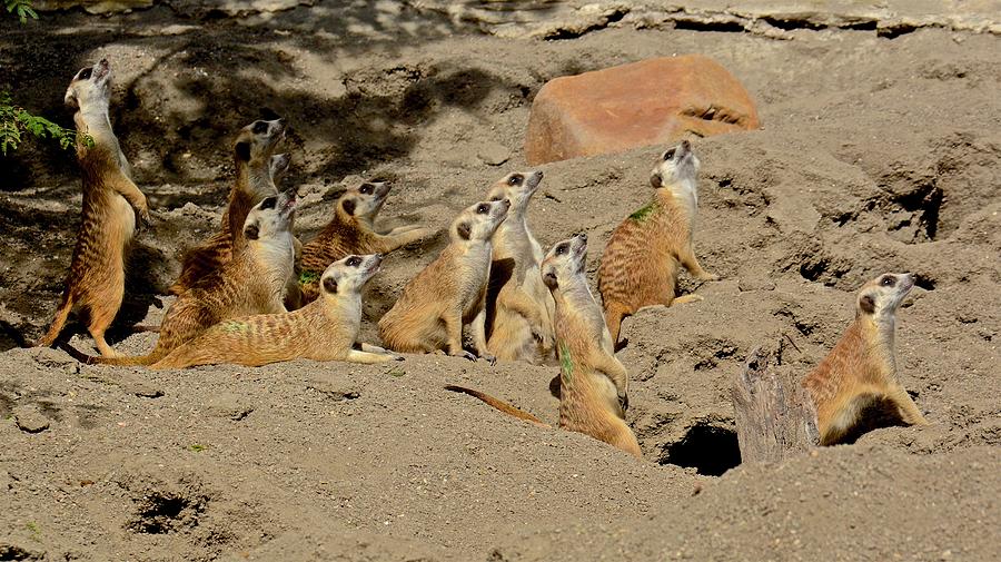 Mob of Meerkats Photograph by Carol Bradley
