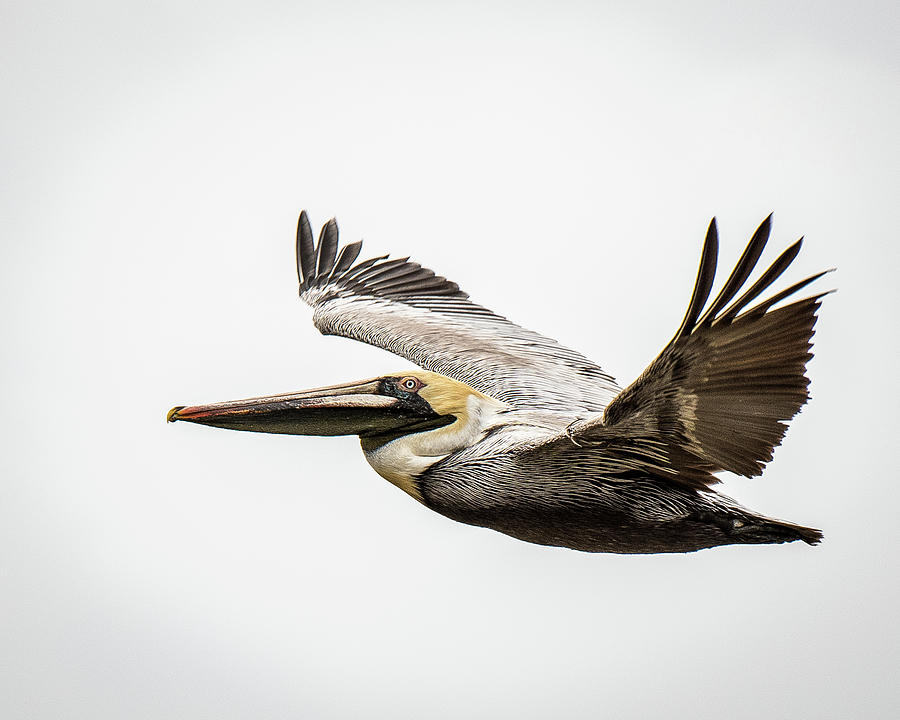 Mobile Bay Pelican Photograph by Mark Peavy