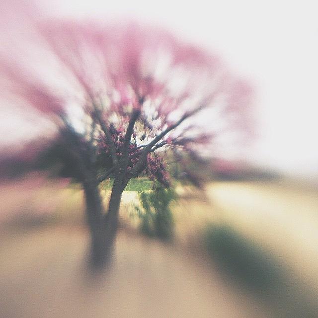 Vscocam Photograph - Mobile Lensbaby Pink Blooms Instagram by Trina Baker