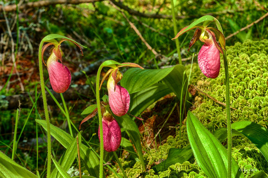 Moccasin Flower Photograph by Craig Voth - Pixels