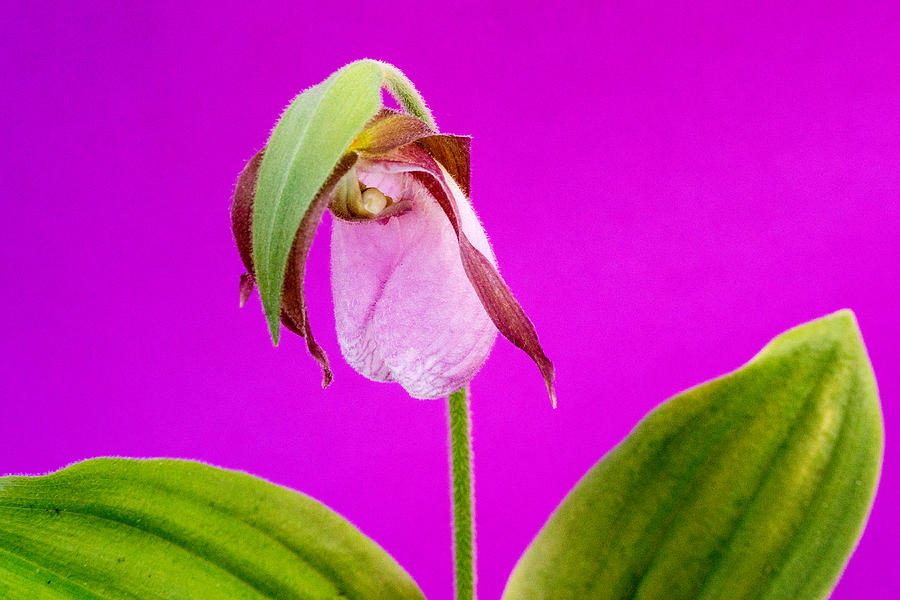 Moccasin Flower Photograph