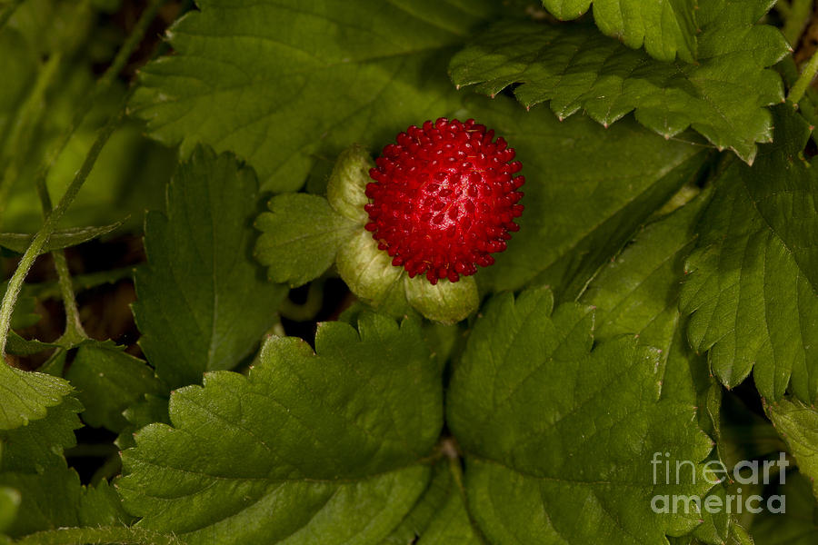Mock Or Indian Strawberry Photograph by Kenneth M. Highfill