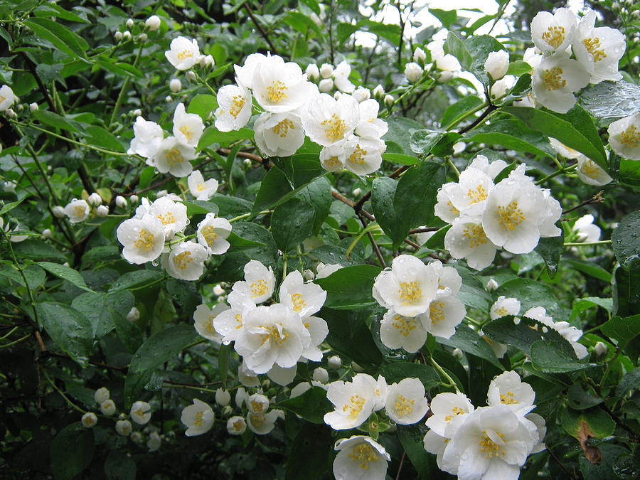 Mock orange flowers Photograph by Lenka Rottova - Fine Art America