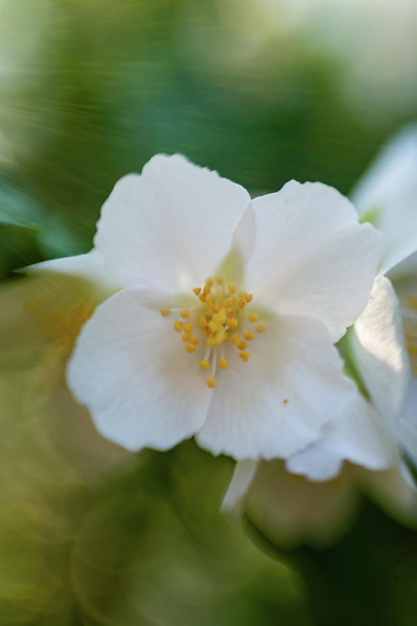 Mock Orange 2 by Pamela Taylor Mock Orange 2 by Pamela Taylor