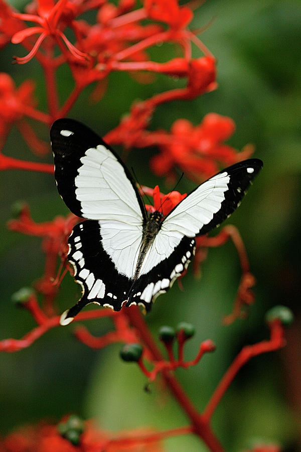 Mocker Swallowtail Photograph by Cindi Ressler