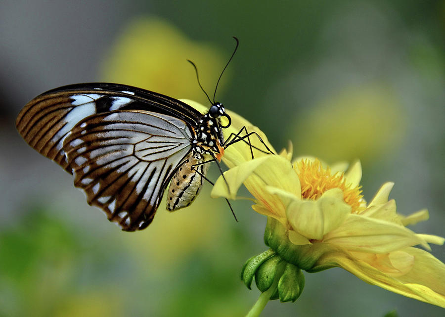 Mocker Swallowtail Photograph by Ronda Ryan