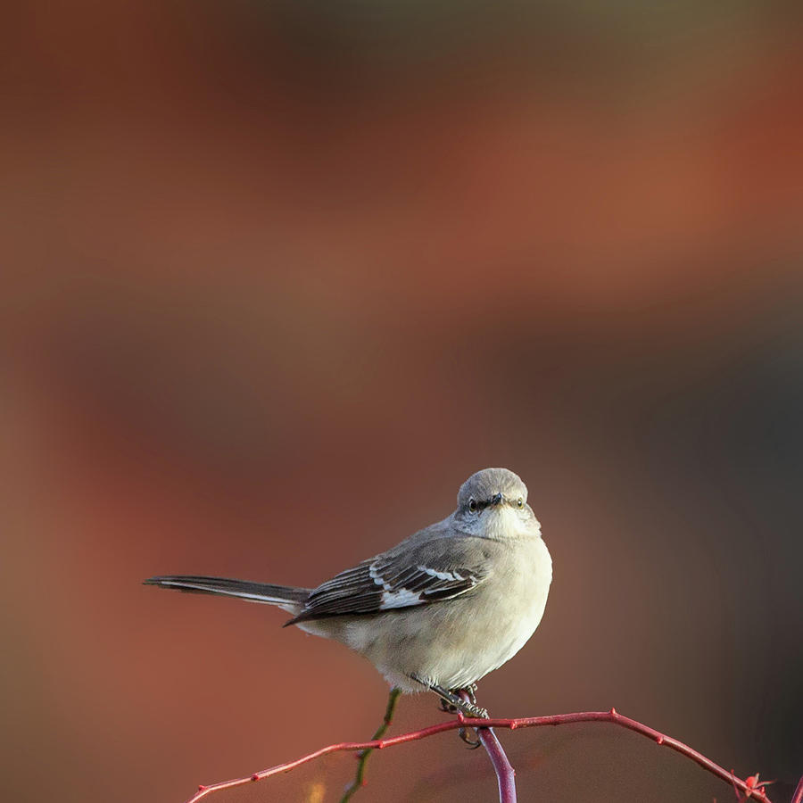 Mocking Bird Morning square Photograph by Bill Wakeley