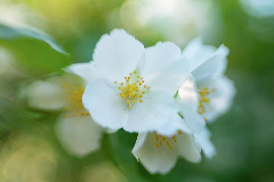 Mock Orange Masterpiece by Pamela Taylor Mock Orange Masterpiece by Pamela Taylor