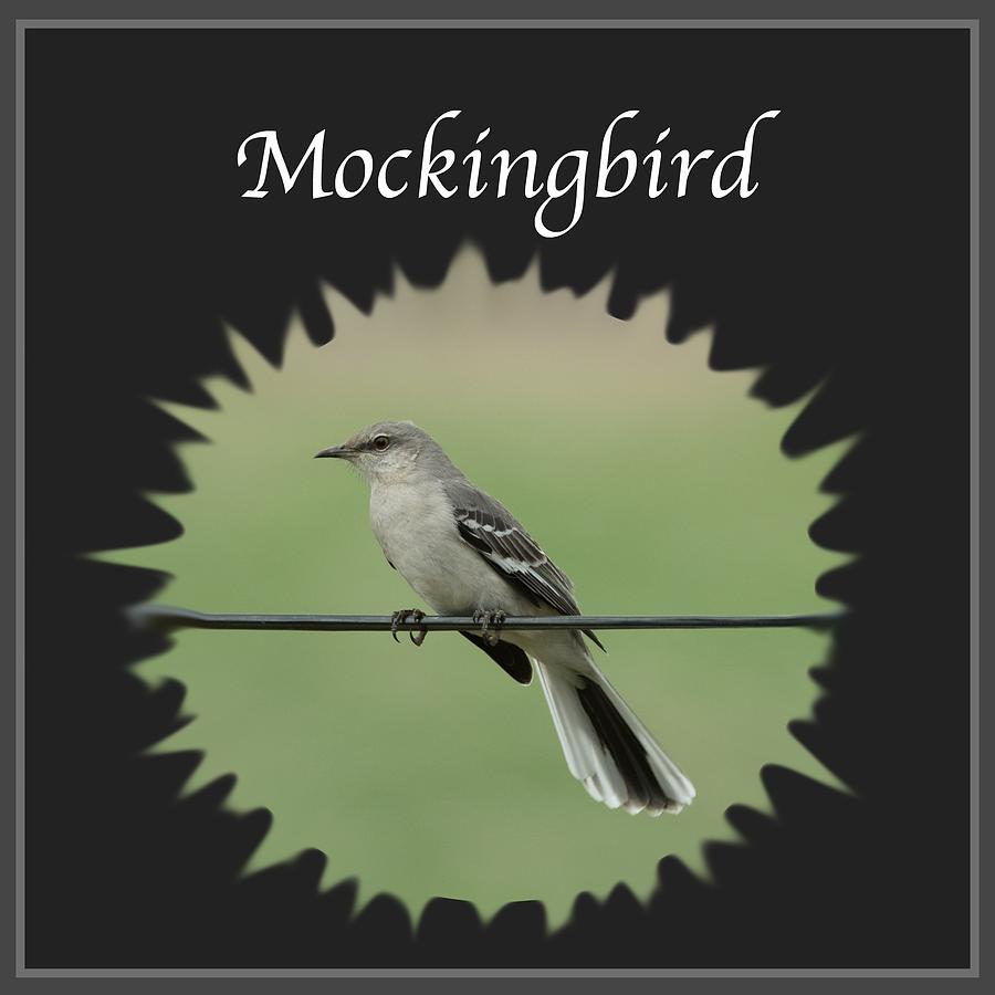 Mockingbird      Photograph by Holden The Moment