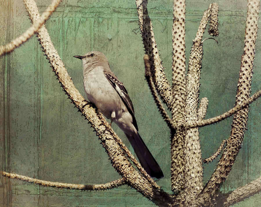 Mockingbird 2 Photograph by Debra Forand