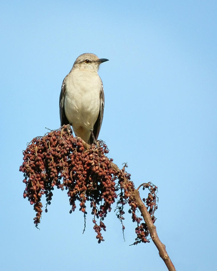 Mockingbird at Rest Photograph by Dawn Currie